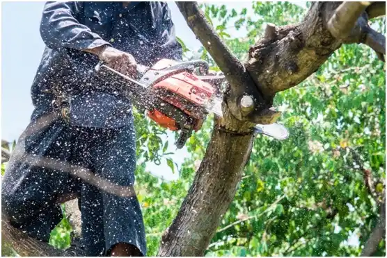 tree services Rouzerville